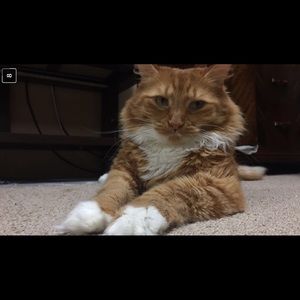 Meet your Posher, Rebecca